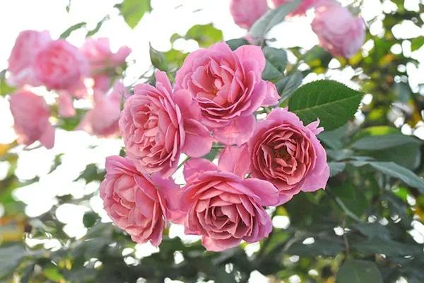 日本葵月季耐阴吗,葵是日月系列月季吗