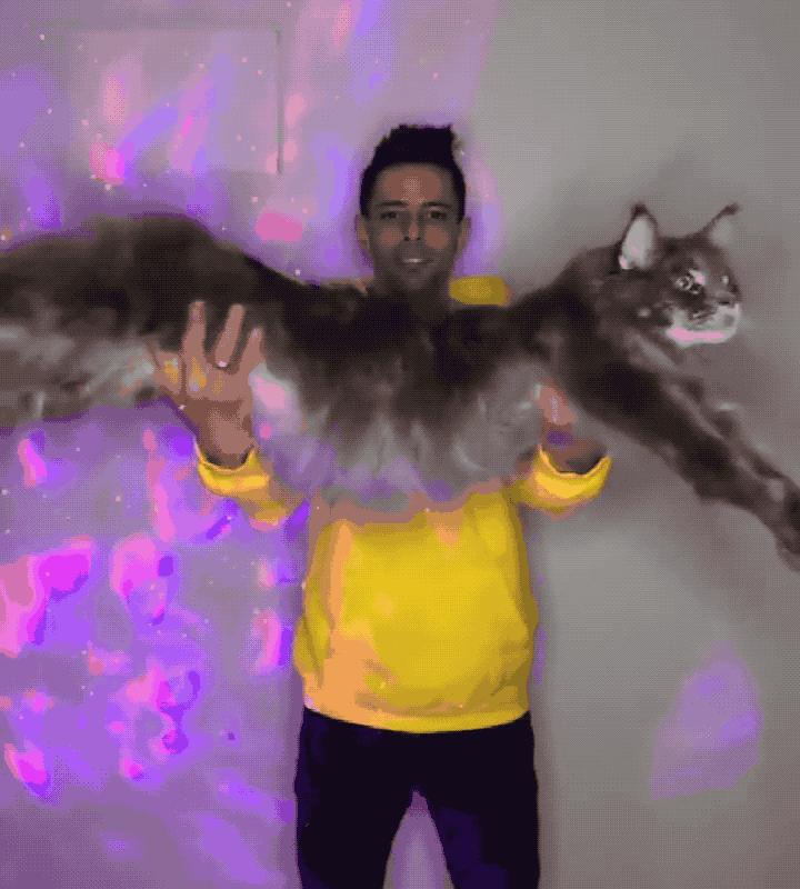 3-6个月的猫咪性格习惯养成,猫咪怎样才能让它变得听话乖巧