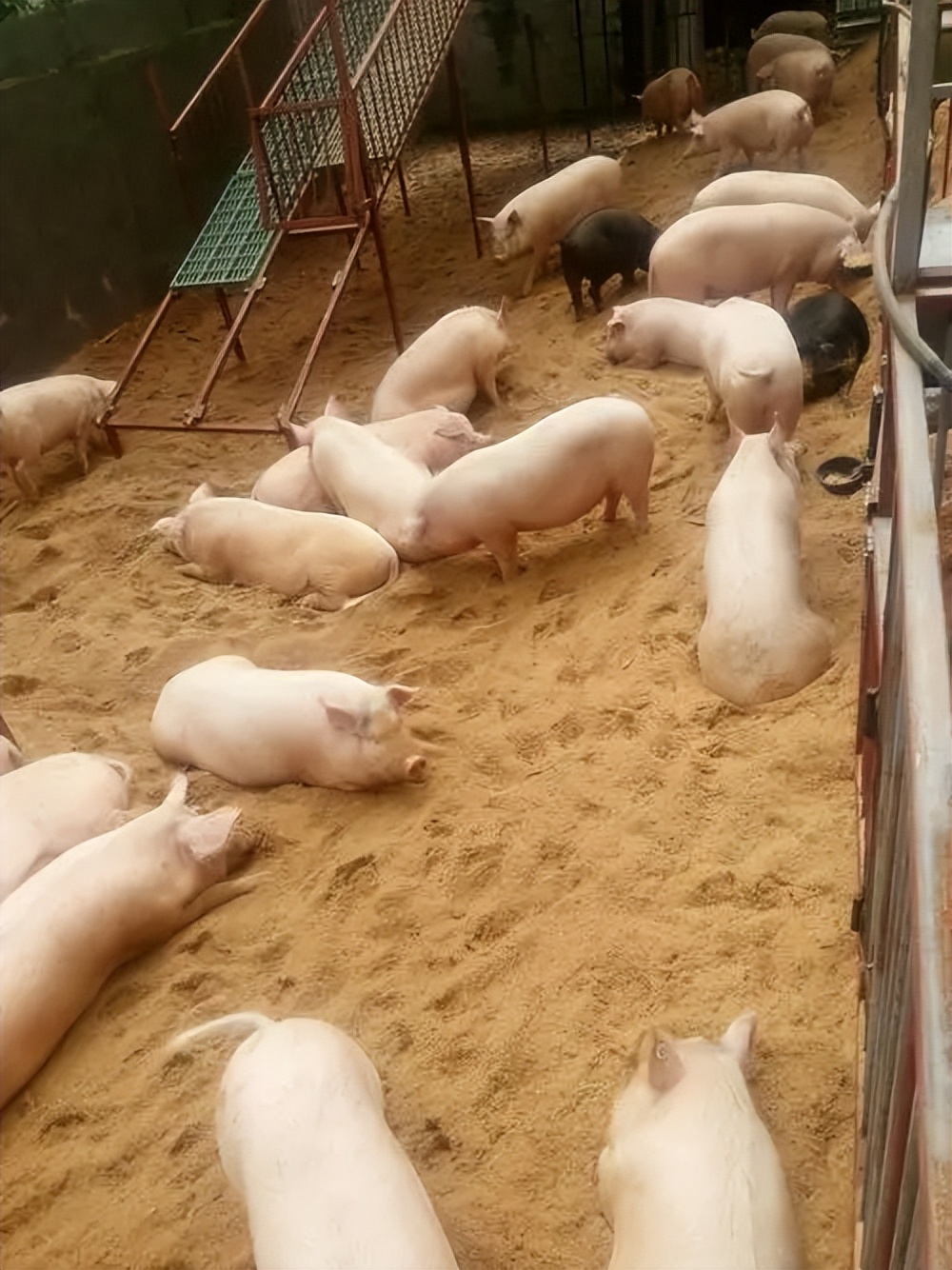 生态猪的养殖技术和方法,生态猪的养殖方法和销量