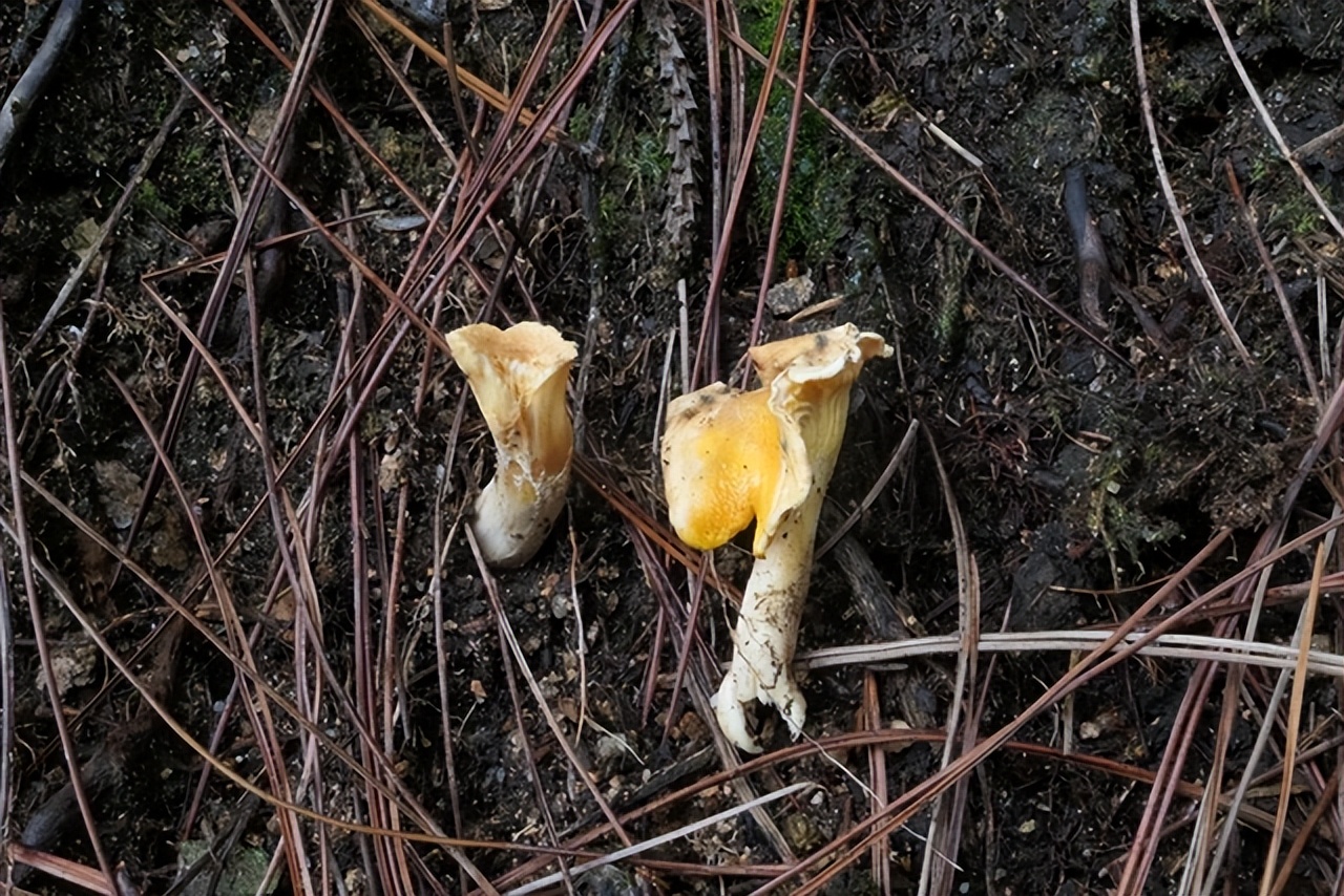新物种有哪些,新物种是怎么凭空出现的