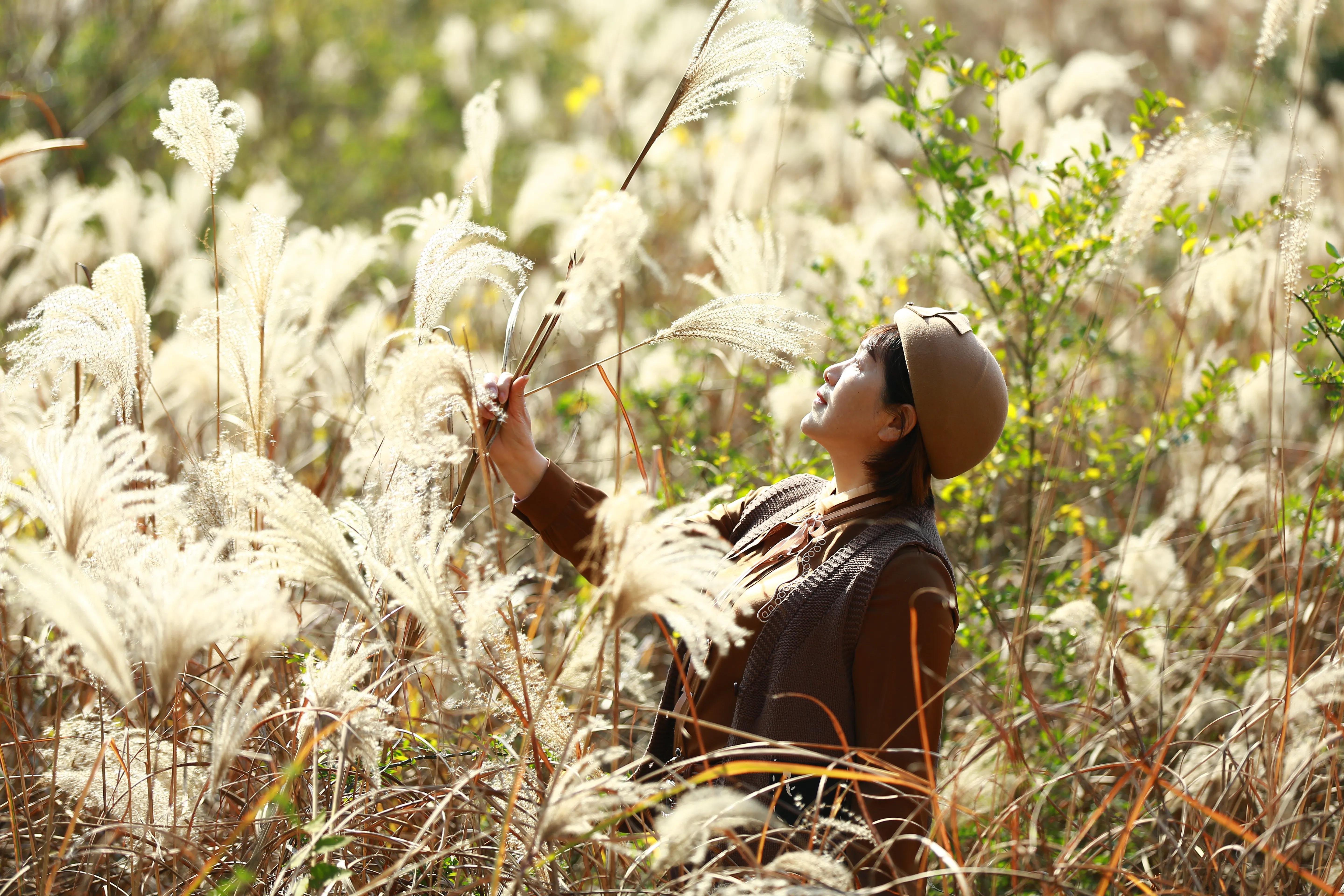 红杉林之恋,红杉林之恋完整版