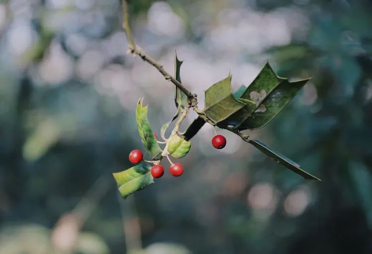 席姓兔年女孩名字大全,兔年女孩名字优雅大气