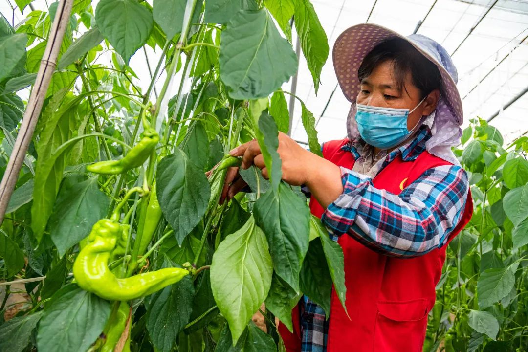 济南采摘园推荐最新,济南采摘园推荐秋季