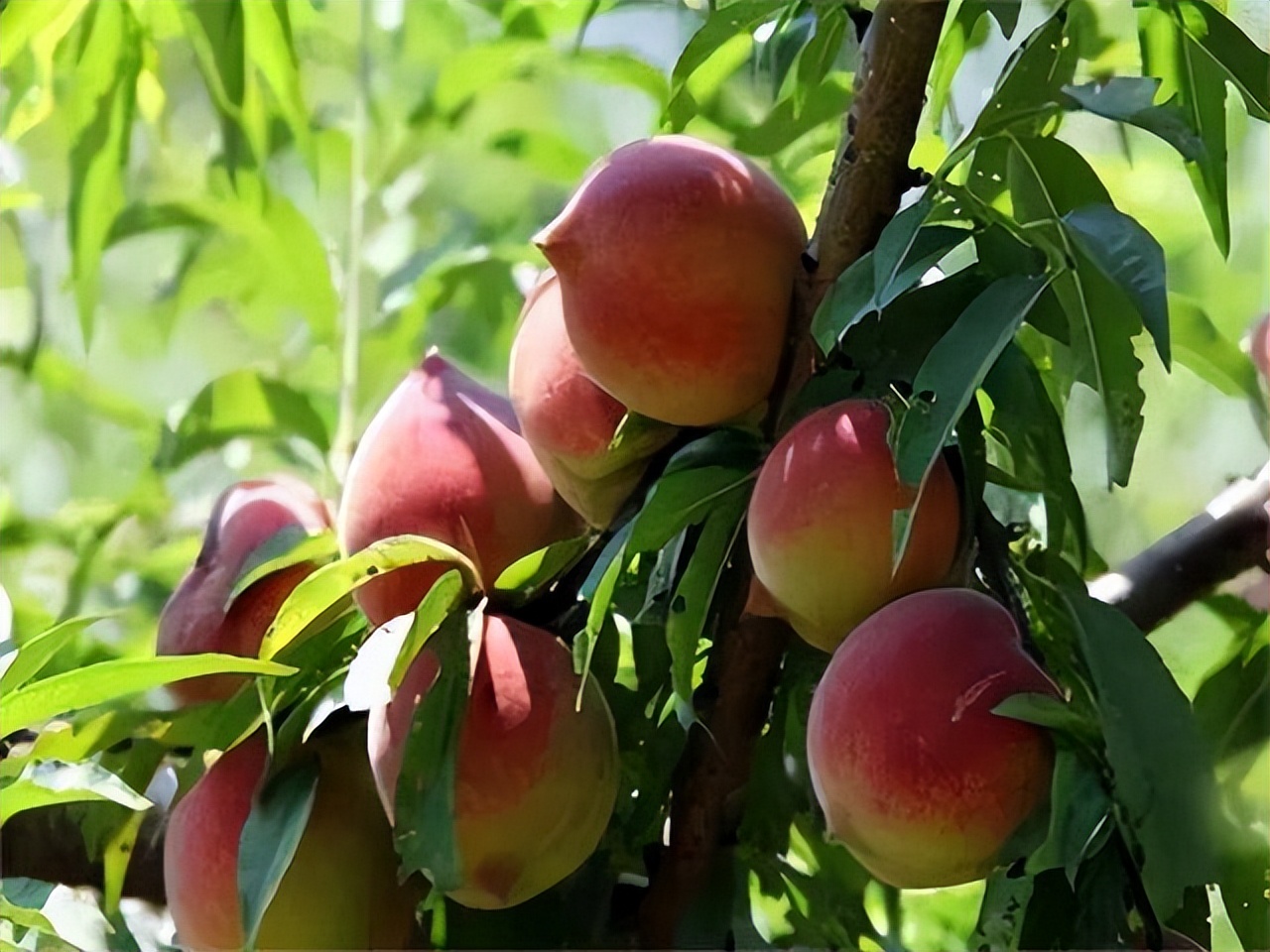 老人家床上很多跳蚤怎么处理,怎么处理床上的跳蚤