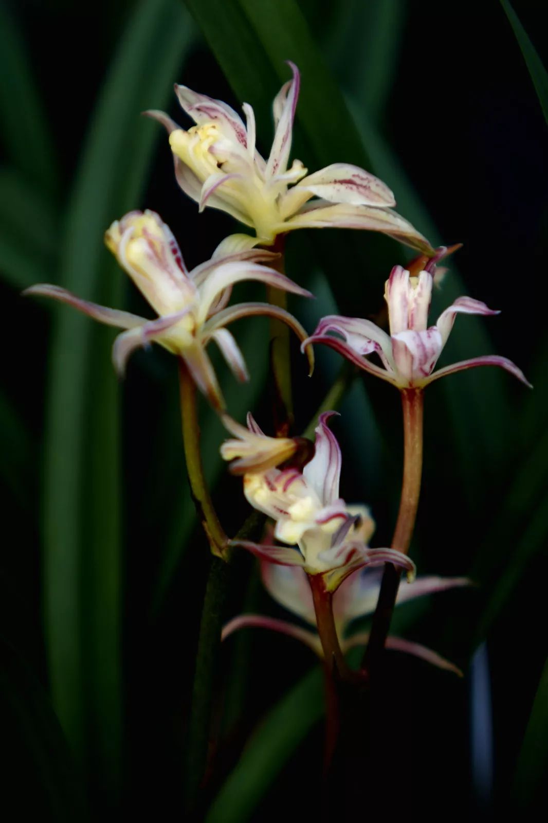 letsgo一周目图文攻略,letsgo图鉴攻略