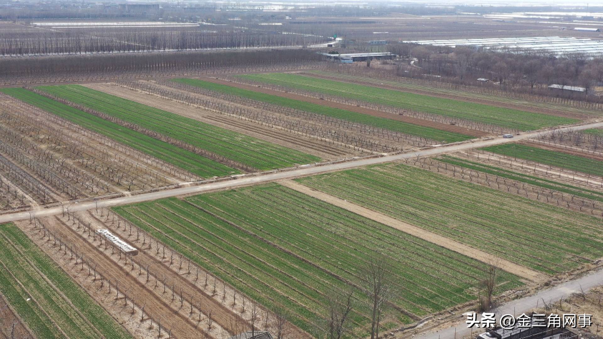 盐湖区金井乡农村,山西运城农业合作社运营模式