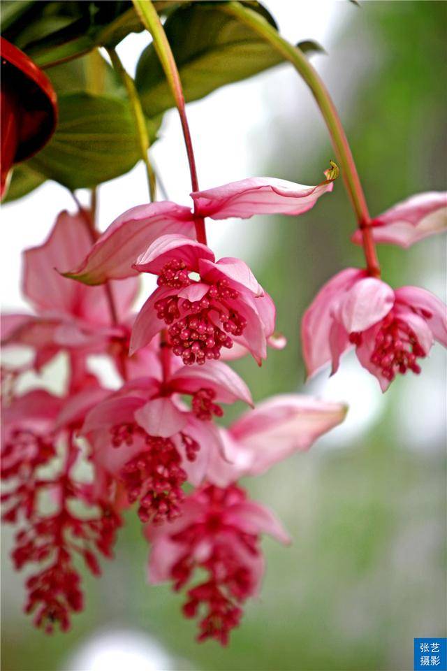 广州百万葵园葵花的花期,广州百万葵园五月份有什么花看