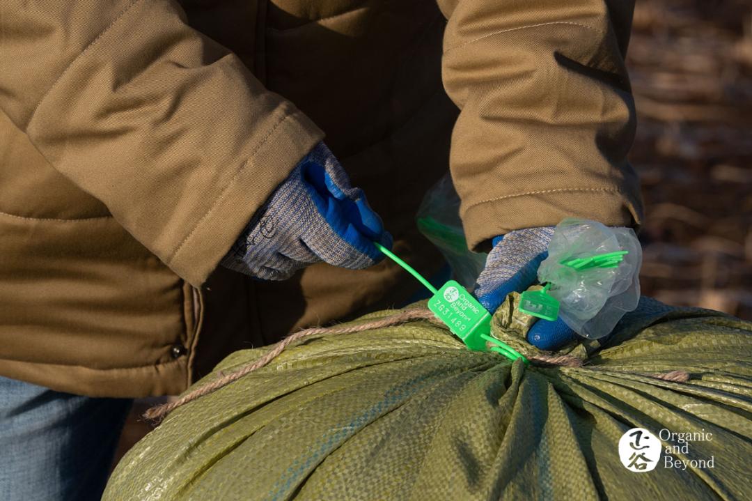 丰收年五常稻花香2号,稻花香的丰收年