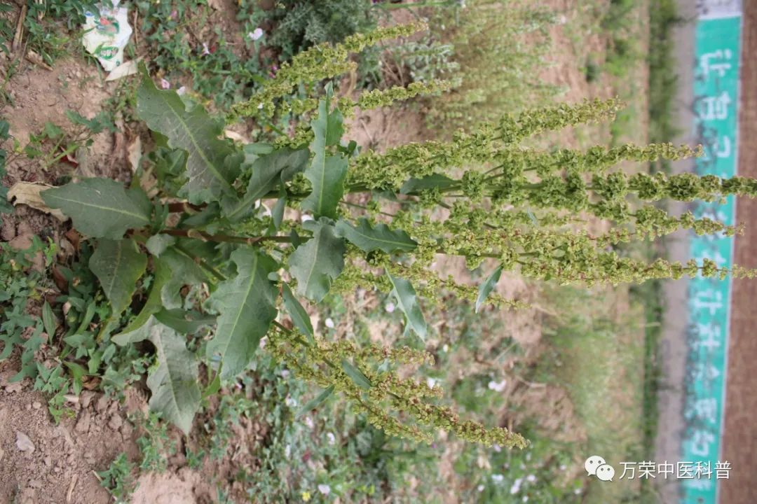 植物幼苗的发展过程详细,植物的幼苗在生长过程中
