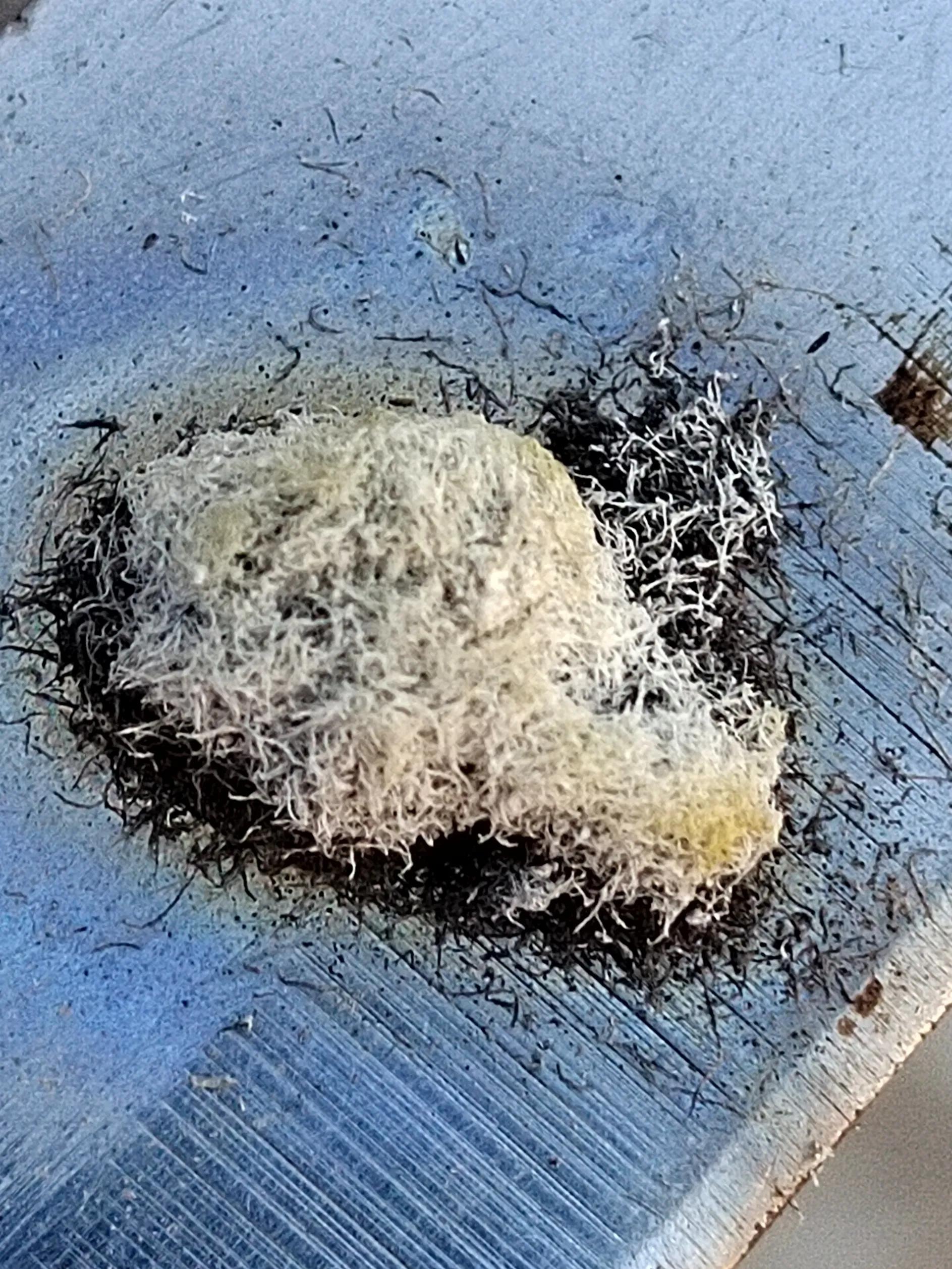 海南霸王岭白奇楠,海南白奇楠和紫奇楠