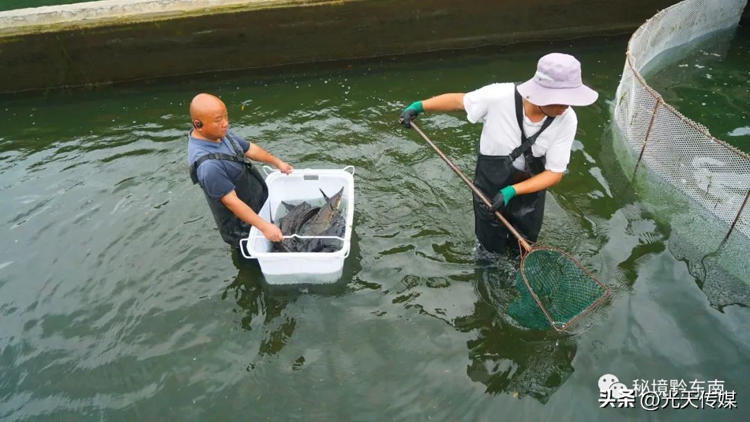 黄平县上塘镇：鲟鱼“游出”小山村冷水养殖富村民