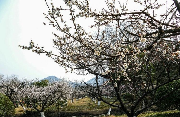 苏州十大旅游必去景点有哪些,苏州十大旅游必去景点排名