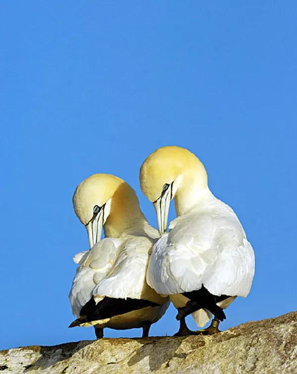 罕见绝美的小动物图片,罕见的动物有趣照片难得一见