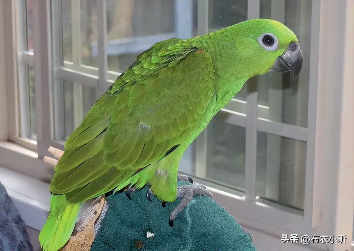 鹦鹉气息微弱怎样急救,鹦鹉抢救过来后续怎么喂食物