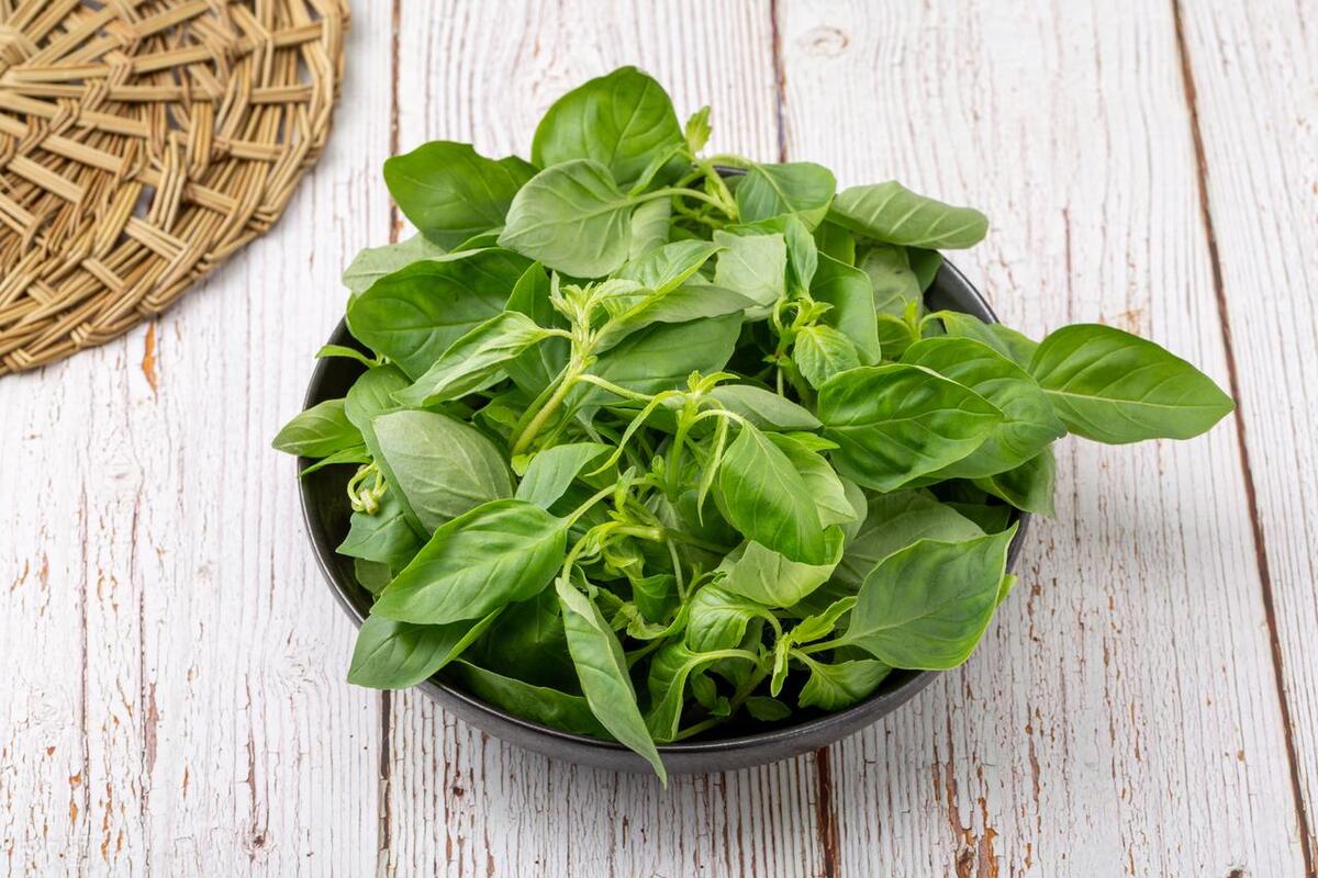 荆芥是否可以治疗风热,荆芥可以祛风清热吗