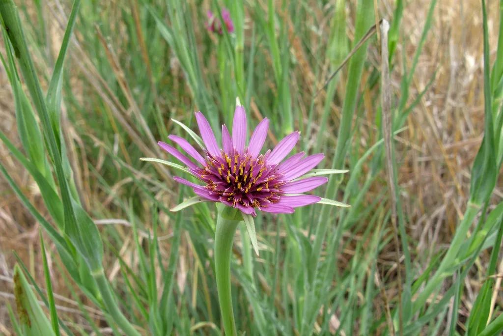 根类食物大全 (5种根菜类的食材)
