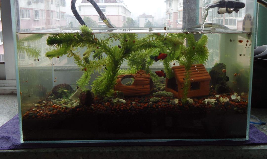 鱼缸长螺怎么治理,鱼缸爆螺的危害有哪些