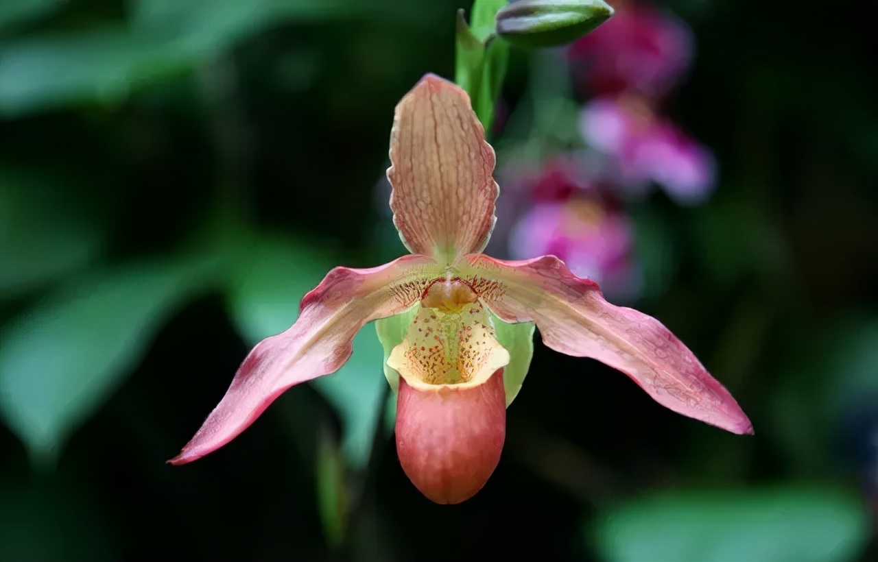 公园路边植物图片,路边的小植物有哪些