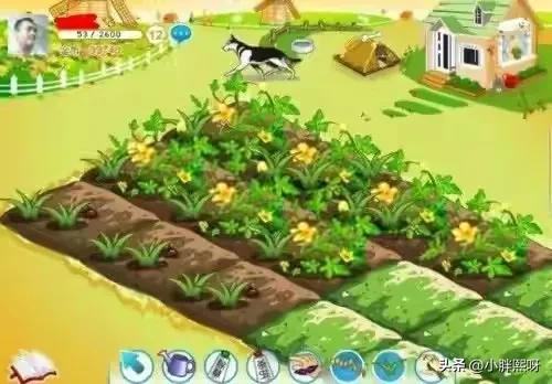 那年夏天，我们调好闹钟偷菜