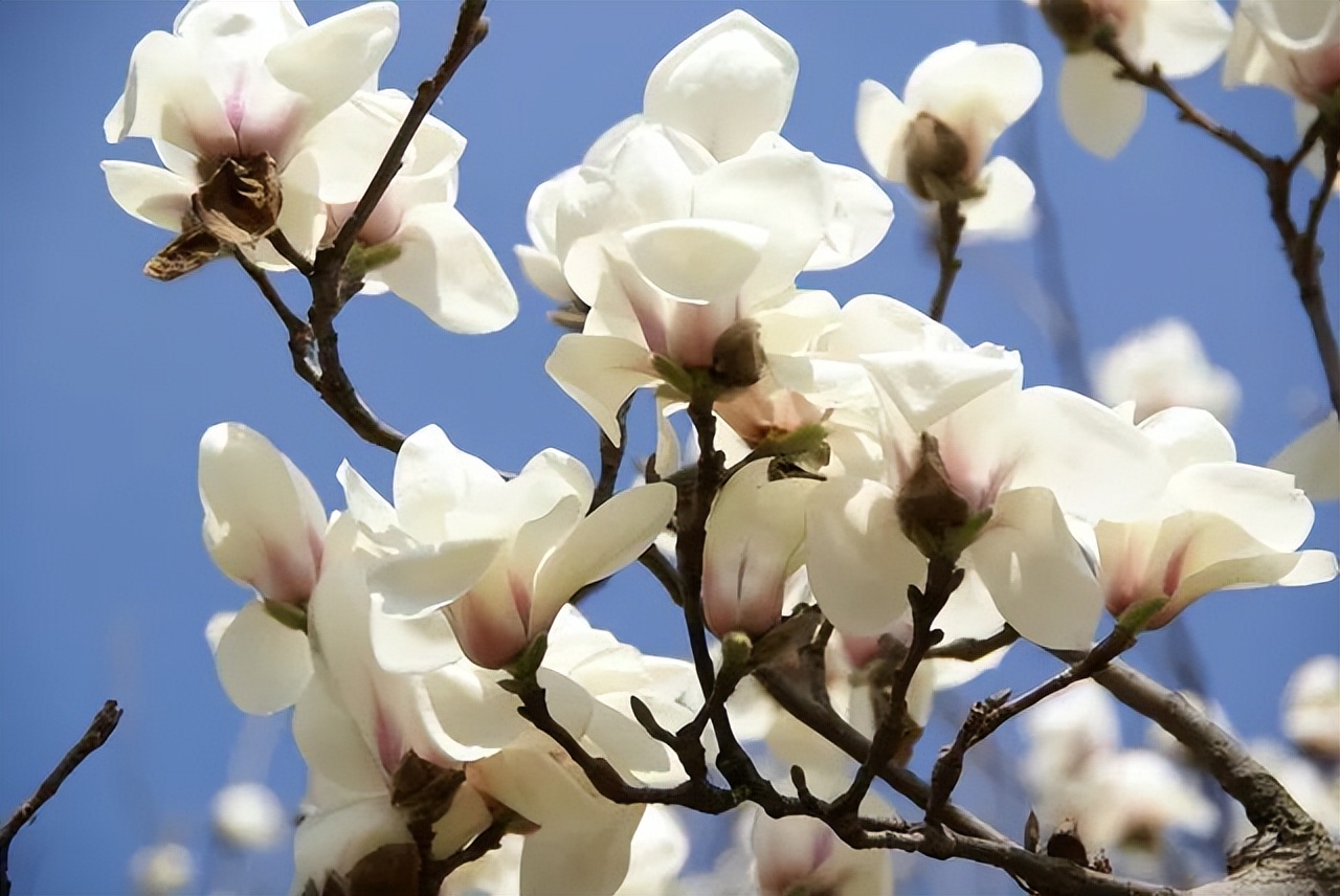 春天的白玉兰图片大全大图,春天的白玉兰诗句古诗