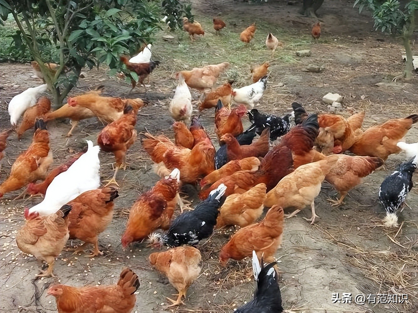 湖南小伙5000亩地养10只鸡,湖南小伙5000亩地只养十只鸡