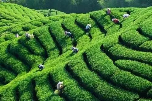 活跃在直播间里的老板们，他要连续直播1001夜