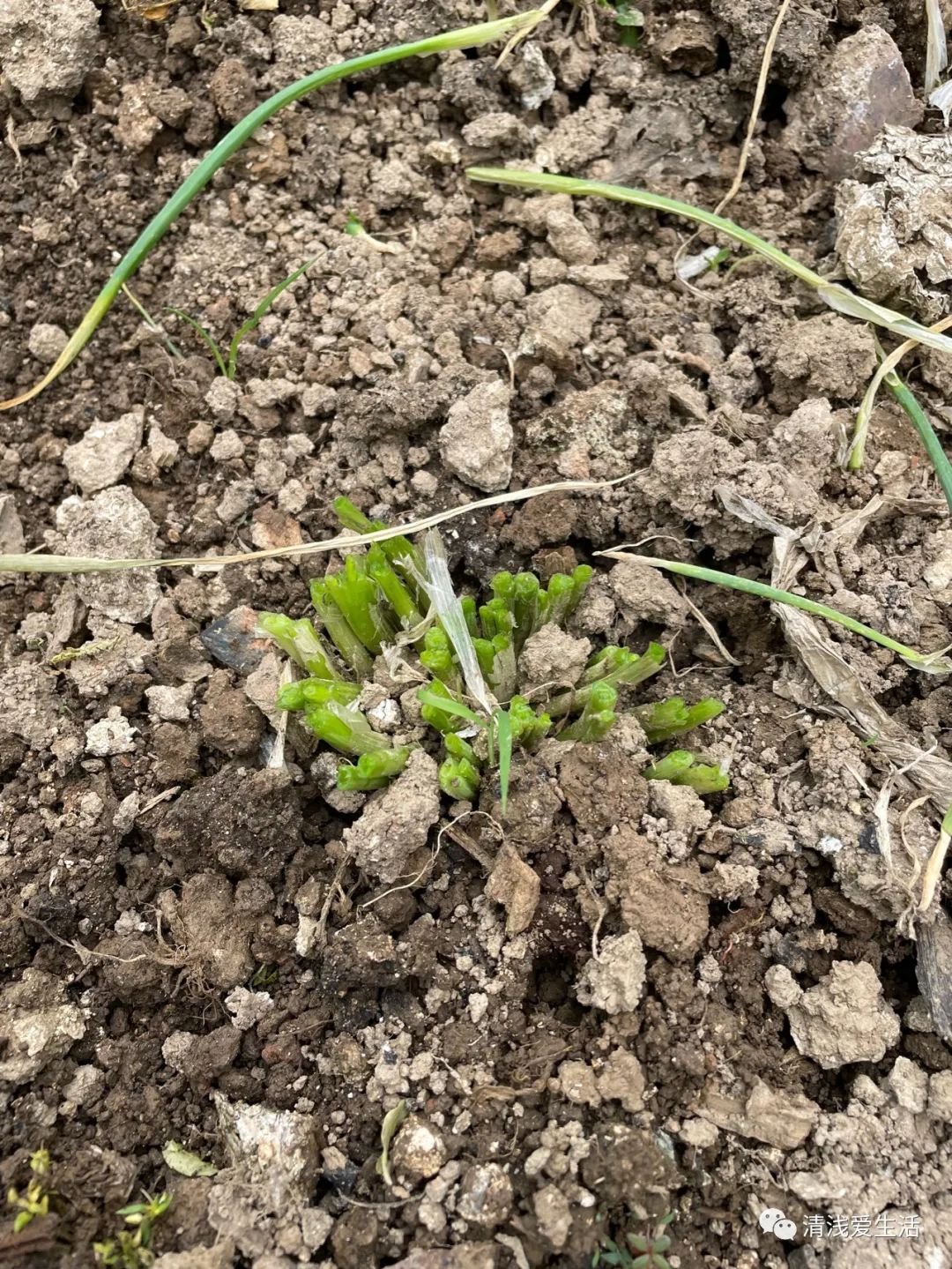四季小葱种植需要移植吗,四季小葱室内种植