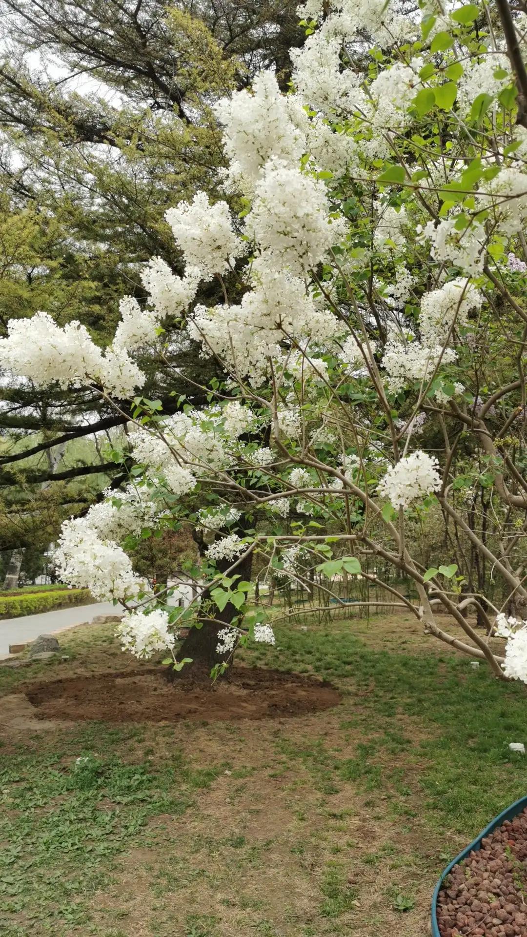 丁香结丁香花,丁香花和丁香结