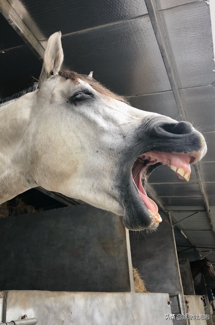 笑到吐血的幽默神回复,幽默神回复笑到肚子疼