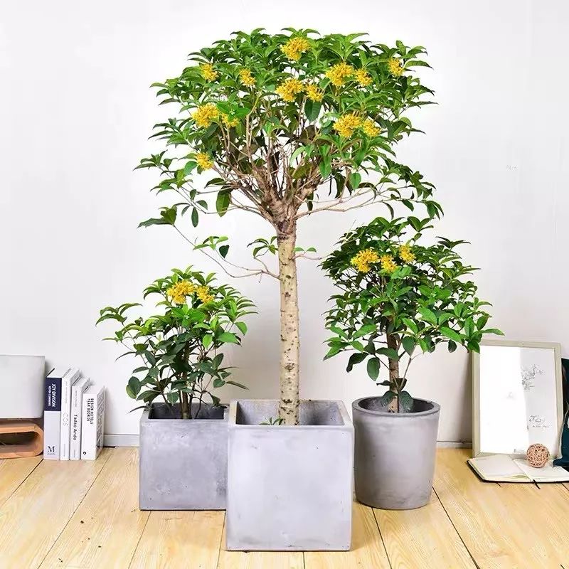 家里有这三种树寓意好,大门向北镇宅十大吉树