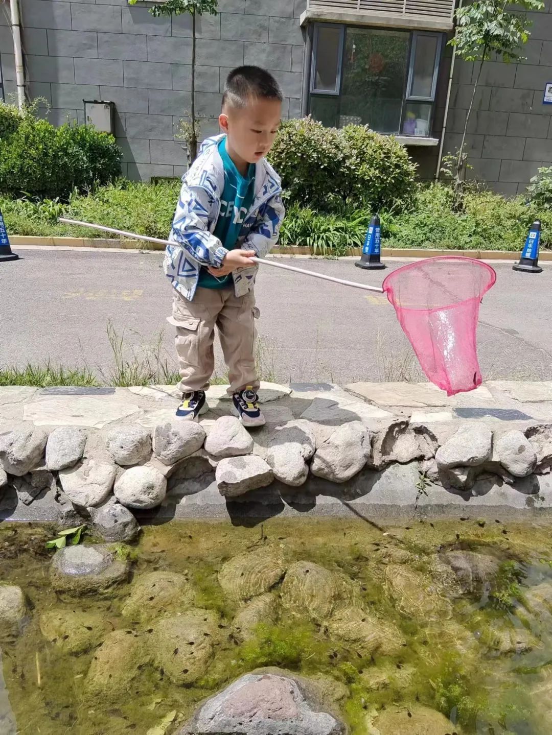 新绛县幼儿园【中四班班本课程】遇见蝌蚪