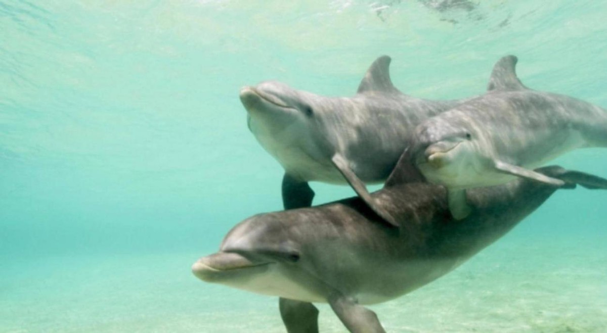 偷猎动物有多残忍,动物也会外遇