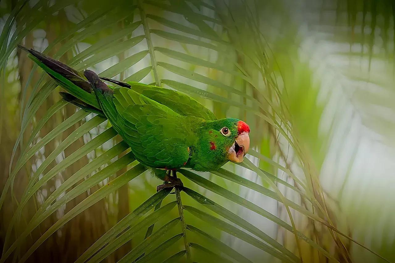 红额鹦鹉讲话,蓝色经典鹦鹉品种图片欣赏