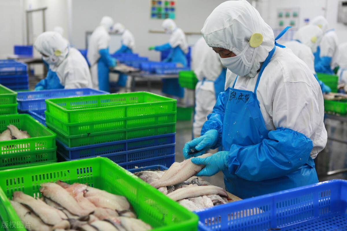 韩国的救命鱼明太鱼,明太鱼在韩国有多受欢迎