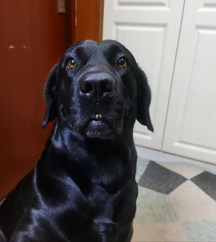 千万不要养黑狗,千万不要养黑色泰迪