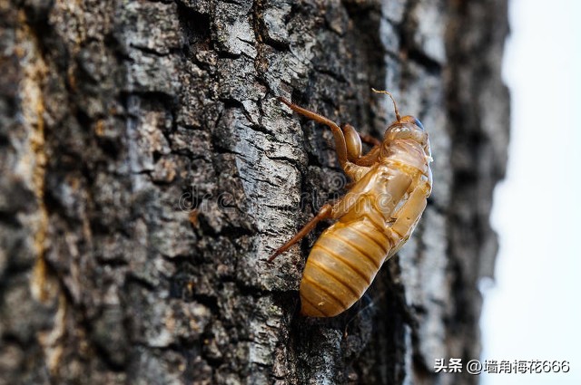 当年我家开饭店，他每天拿着小鱼来换包子，30年后，他又找上门了