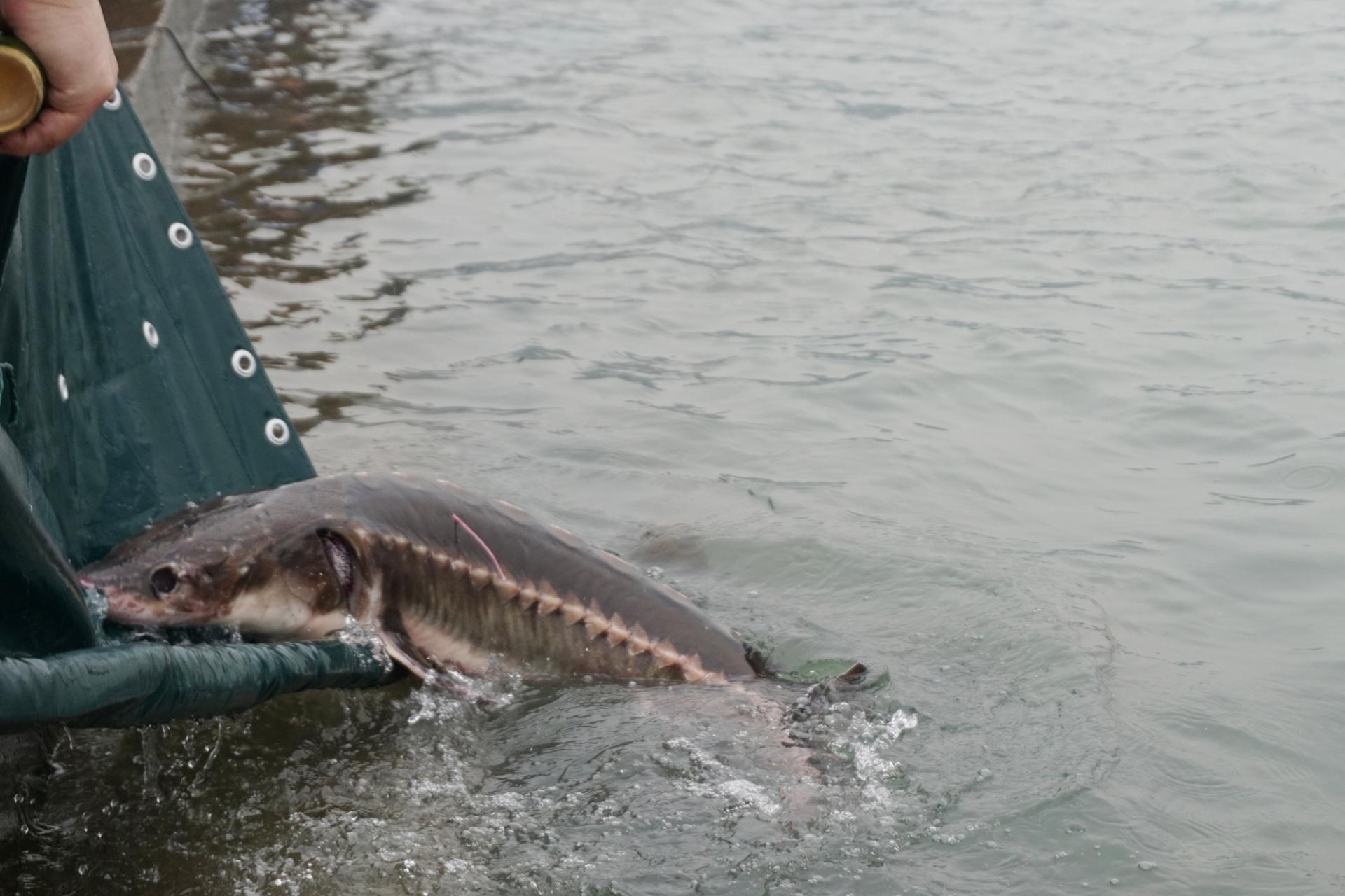 野外灭绝长江鲟现身,野外灭绝的长江鲟为何再次现身