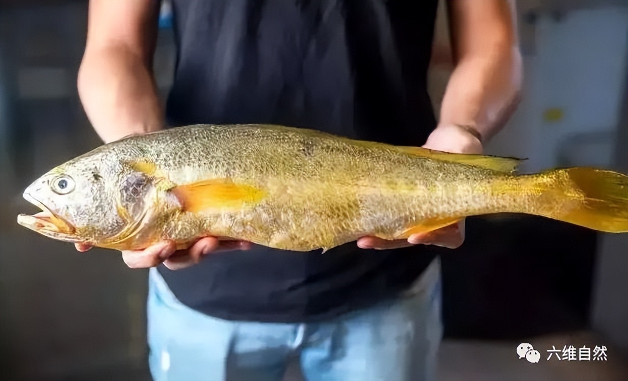 游客钓到野生大黄鱼全身金光闪闪,浙江钓友上野生三斤多大黄鱼
