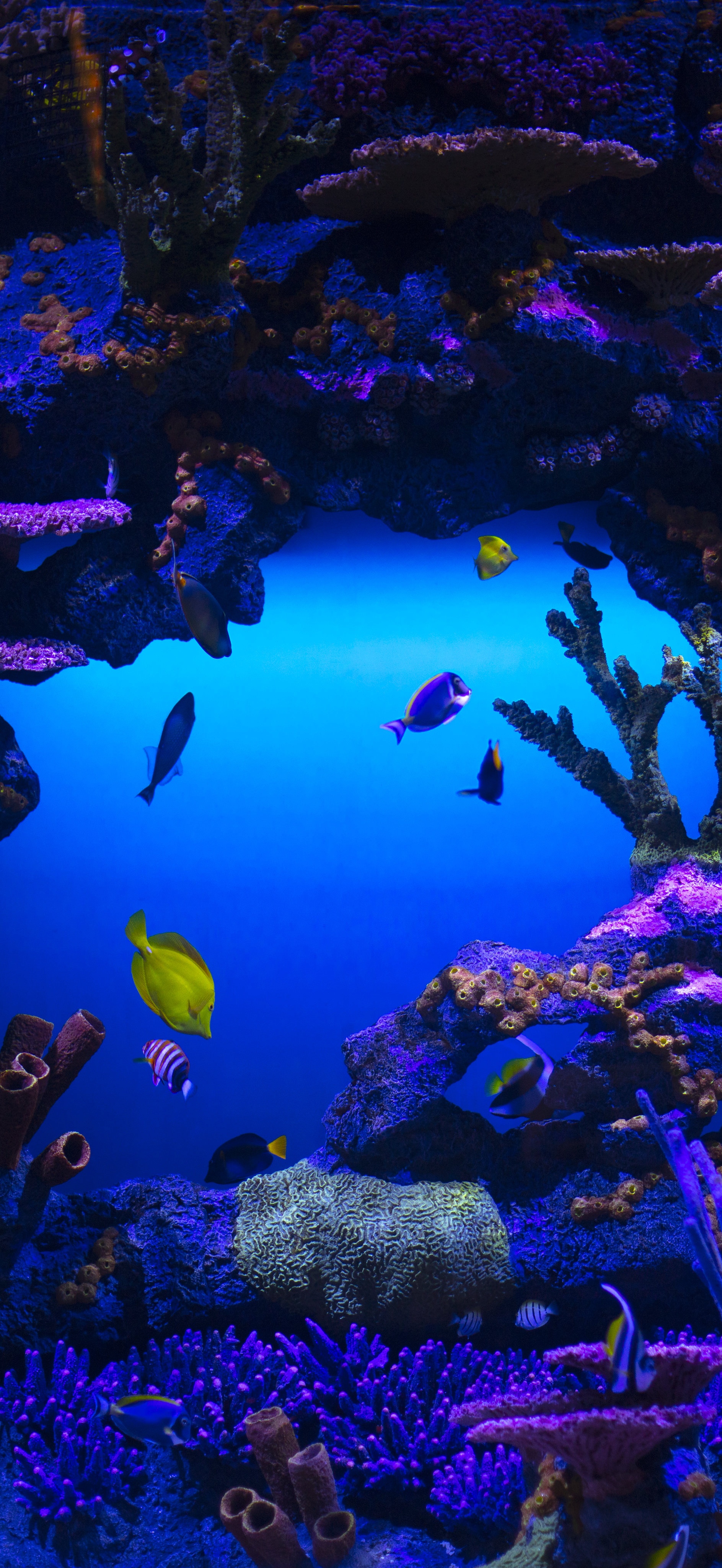 原图壁纸：鱼儿在海里游来游去，自由自在