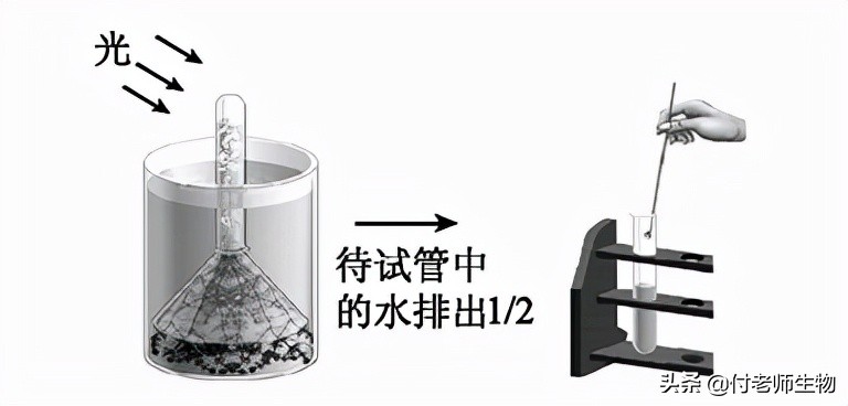 初中生物七年级上册人教版,初中生物七年级上册实验视频