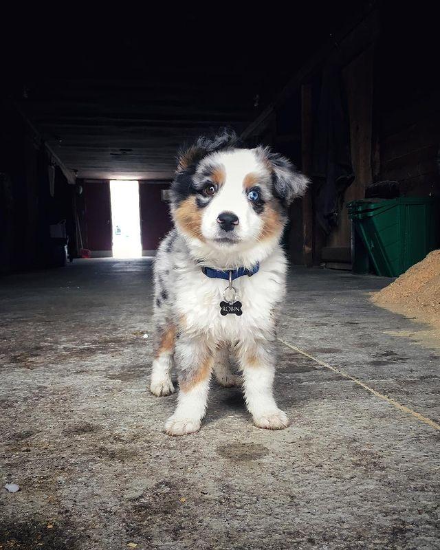 边牧和澳牧的混血狗狗,漂亮狗狗澳牧