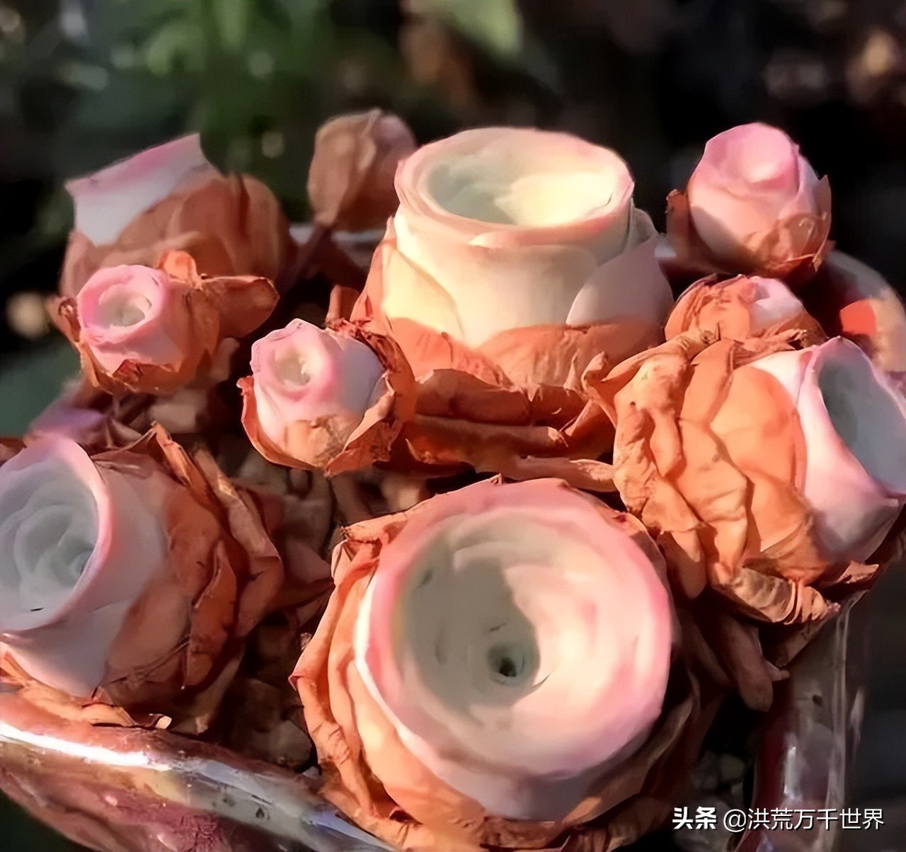 新手养山地玫瑰,山地玫瑰徒长