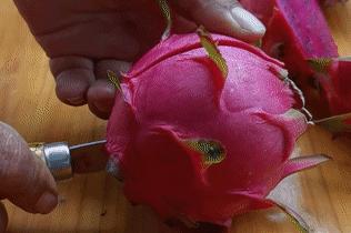 斗门东兴火龙果,江门恩平火龙果