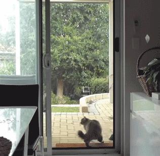 搞笑gif动图素材,搞笑gif动图哪里找素材