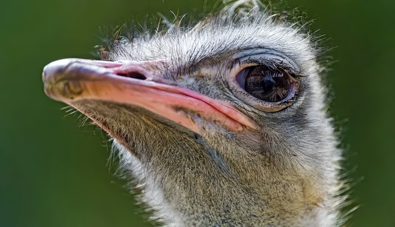 关于动物科学小常识,动物小常识介绍
