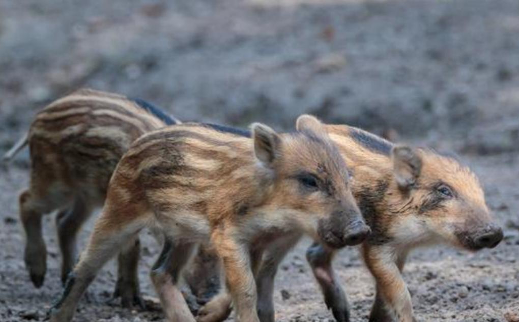 为什么野猪比老虎可怕,一猪二熊三老虎猎人