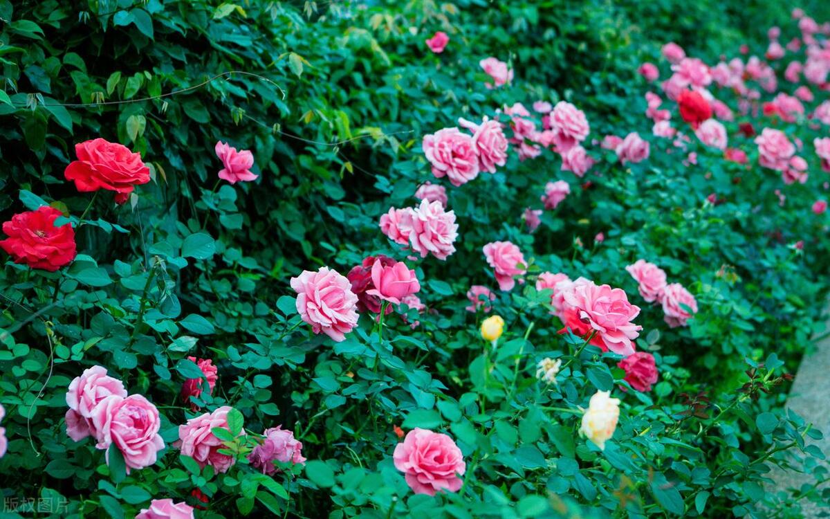 反诈电话提醒是真是假,电话智能反诈功能