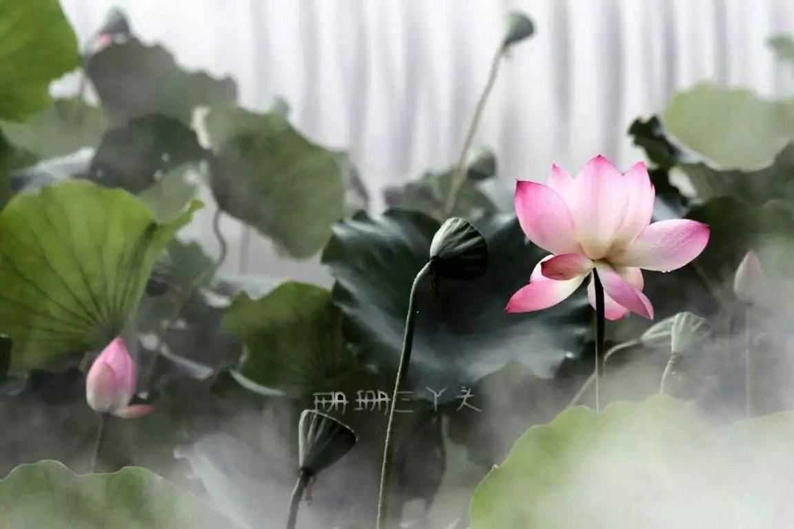 佛山最美荷花景区,佛山荷花世界游玩攻略