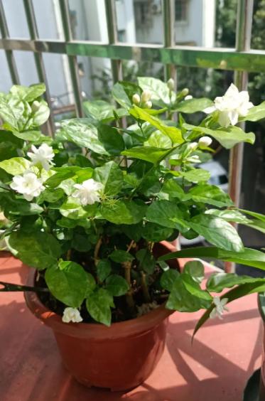 家里盆栽茉莉花怎样培育新苗,冬季怎样养新品种大叶茉莉花
