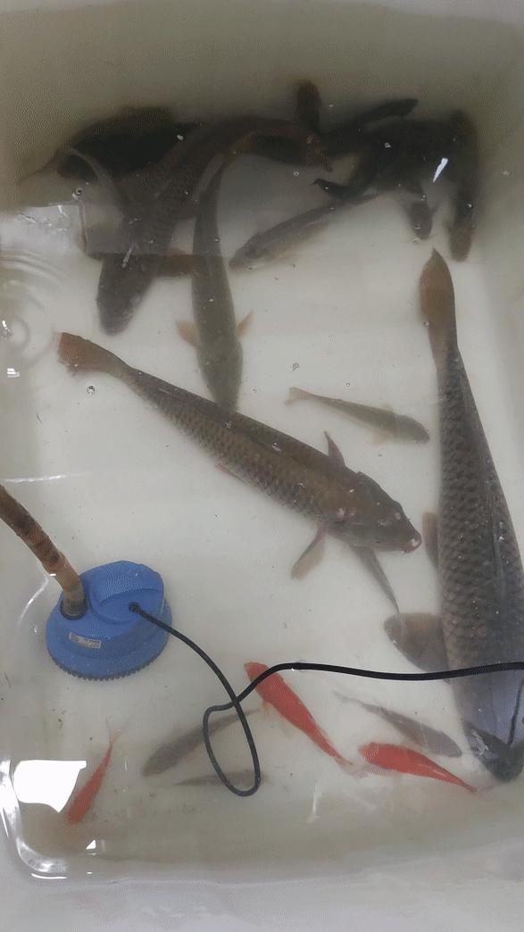 野生鲤鱼钓浮,老坛五谷杂粮玉米钓鲤鱼效果如何